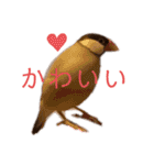 シナモン文鳥さん（個別スタンプ：34）