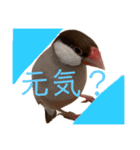 シナモン文鳥さん（個別スタンプ：35）
