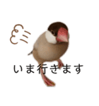 シナモン文鳥さん（個別スタンプ：36）