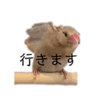 シナモン文鳥さん（個別スタンプ：37）