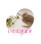 シナモン文鳥さん（個別スタンプ：38）