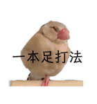 シナモン文鳥さん（個別スタンプ：40）