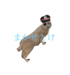 うちのニャンコーズ（個別スタンプ：2）