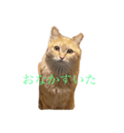 うちのニャンコーズ（個別スタンプ：3）