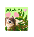羊毛フェルトのキュートな動物たちvol.3（個別スタンプ：11）