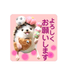 羊毛フェルトのキュートな動物たちvol.3（個別スタンプ：12）