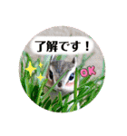 羊毛フェルトのキュートな動物たちvol.3（個別スタンプ：15）