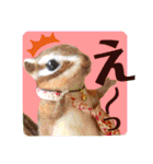 羊毛フェルトのキュートな動物たちvol.3（個別スタンプ：16）