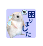 羊毛フェルトのキュートな動物たちvol.3（個別スタンプ：17）