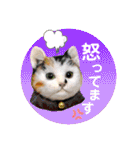 羊毛フェルトのキュートな動物たちvol.3（個別スタンプ：19）
