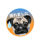 羊毛フェルトのキュートな動物たちvol.3（個別スタンプ：20）