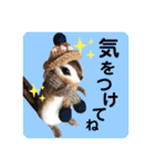 羊毛フェルトのキュートな動物たちvol.3（個別スタンプ：21）