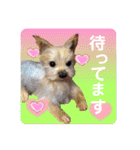 羊毛フェルトのキュートな動物たちvol.3（個別スタンプ：23）