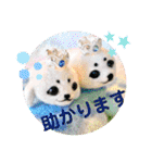 羊毛フェルトのキュートな動物たちvol.3（個別スタンプ：28）