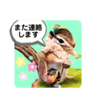 羊毛フェルトのキュートな動物たちvol.3（個別スタンプ：31）