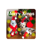 羊毛フェルトのキュートな動物たちvol.3（個別スタンプ：39）