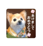 羊毛フェルトのキュートな動物たちvol.3（個別スタンプ：40）