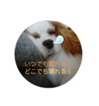 おやすみキャバリア（個別スタンプ：3）