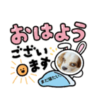 キャバリアパキラちゃん（個別スタンプ：8）