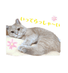 こてっちゃんシリーズ（個別スタンプ：5）