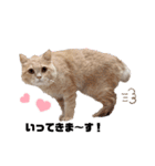 こてっちゃんシリーズ（個別スタンプ：6）