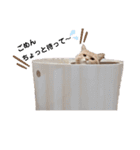 こてっちゃんシリーズ（個別スタンプ：8）