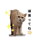 こてっちゃんシリーズ（個別スタンプ：9）