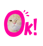 ここちゃろん（個別スタンプ：3）