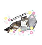 ここちゃろん（個別スタンプ：6）