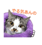 まりもとだらだらしよ（個別スタンプ：1）