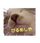 まりもとだらだらしよ（個別スタンプ：4）