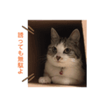 まりもとだらだらしよ（個別スタンプ：7）
