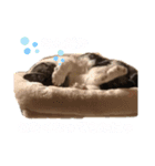 まりもとあそぼ（個別スタンプ：3）