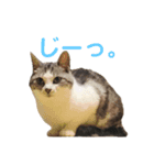 まりもとあそぼ（個別スタンプ：4）