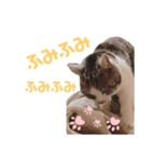 まりもとあそぼ（個別スタンプ：6）