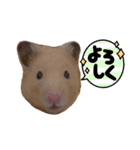 くまきちの日常2（個別スタンプ：22）
