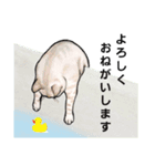 greeting of cat 2（個別スタンプ：4）