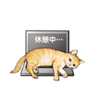 greeting of cat 2（個別スタンプ：14）