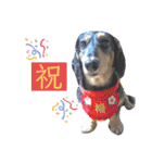 チーラー（個別スタンプ：1）