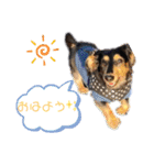 チーラー（個別スタンプ：4）