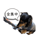 チーラー（個別スタンプ：5）
