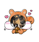 チーラー（個別スタンプ：12）