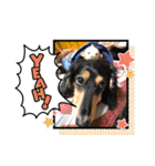 チーラー（個別スタンプ：13）