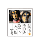 チーラー（個別スタンプ：19）
