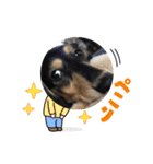 チーラー（個別スタンプ：20）