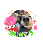 チーラー（個別スタンプ：29）
