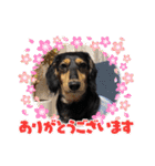 チーラー（個別スタンプ：30）