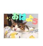 リコにゃんスタンプ（個別スタンプ：1）