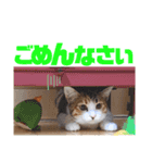 リコにゃんスタンプ（個別スタンプ：4）