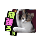 リコにゃんスタンプ（個別スタンプ：5）